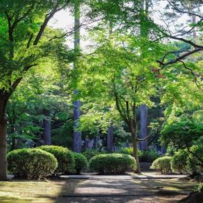 green-leafed tall trees