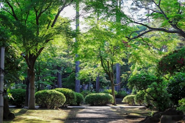 green-leafed tall trees