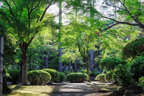 green-leafed tall trees