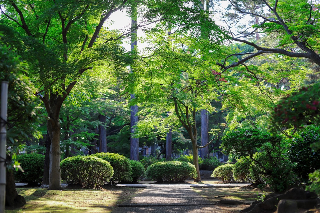 green-leafed tall trees,