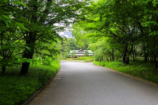 A serene, tree-lined pathway leads to a traditional wooden house surrounded by lush greenery. The vibrancy of the foliage contrasts with the subtle urban skyline peeking through the trees in the background.