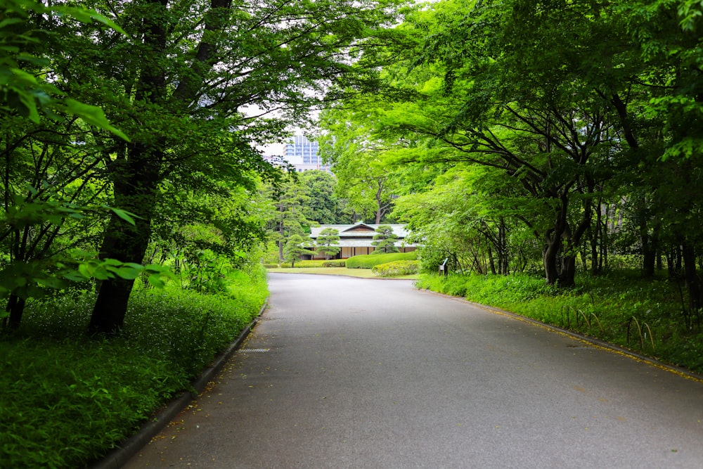 white car on gray asphalt road between green trees during daytime