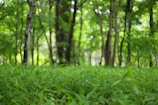 A dense and lush green forest with tall trees whose trunks are visible among the thick foliage. The foreground is filled with vibrant green grass and leaves, creating a serene and natural environment.