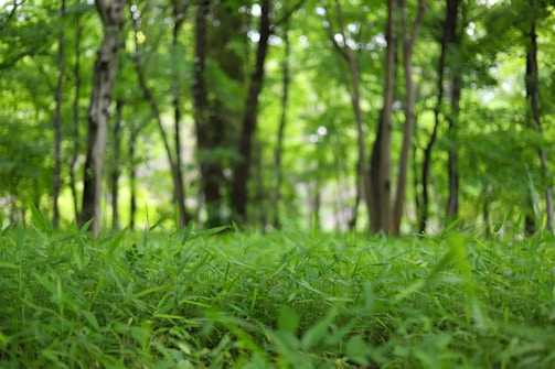 A dense and lush green forest with tall trees whose trunks are visible among the thick foliage. The foreground is filled with vibrant green grass and leaves, creating a serene and natural environment.