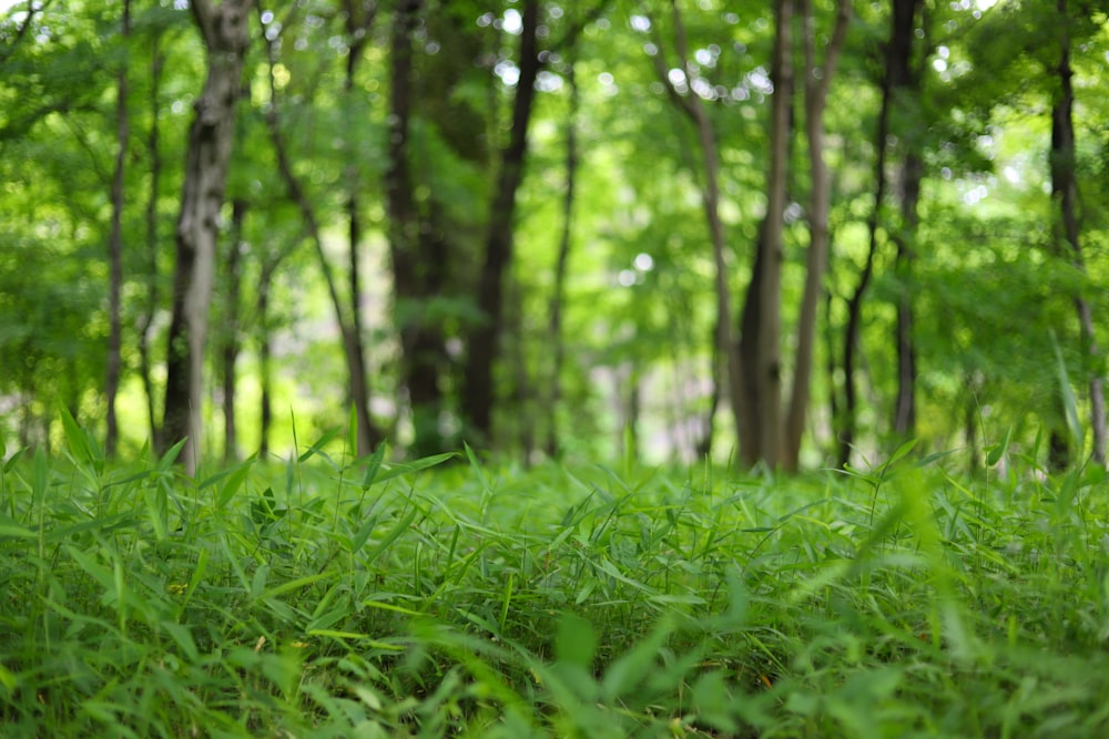 Photographie sélective de l’herbe verte