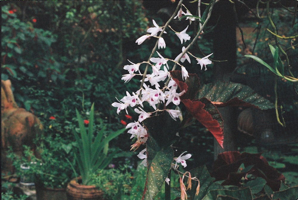 white petaled flower plants near plants