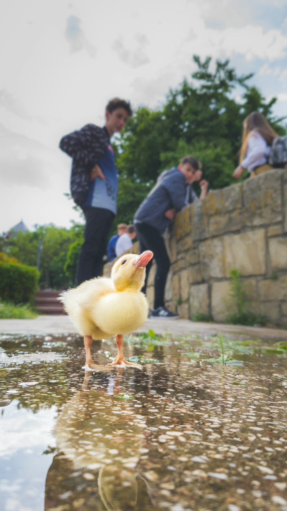 selective focus photography of duckling