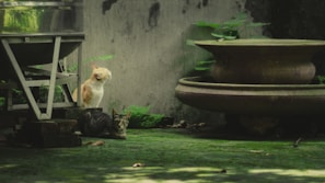 Several stray cats peacefully resting under the shade of a tree near a feeding station.