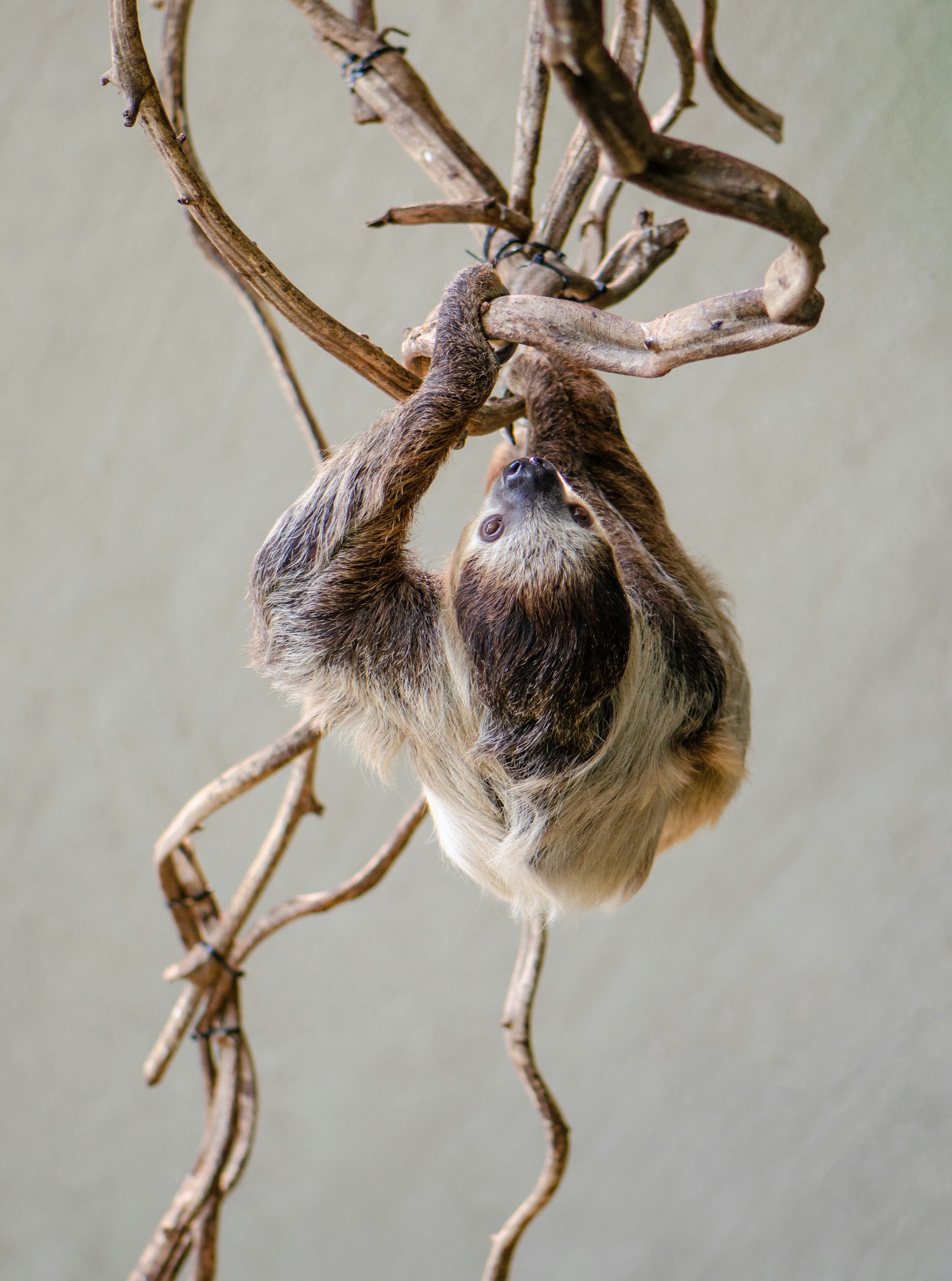 A sloth hanging upsidedown.