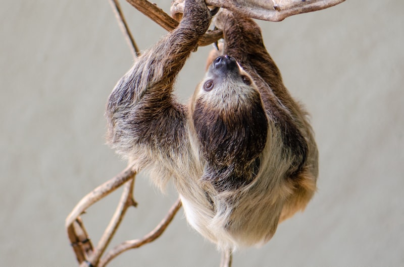 A sloth hanging upsidedown.