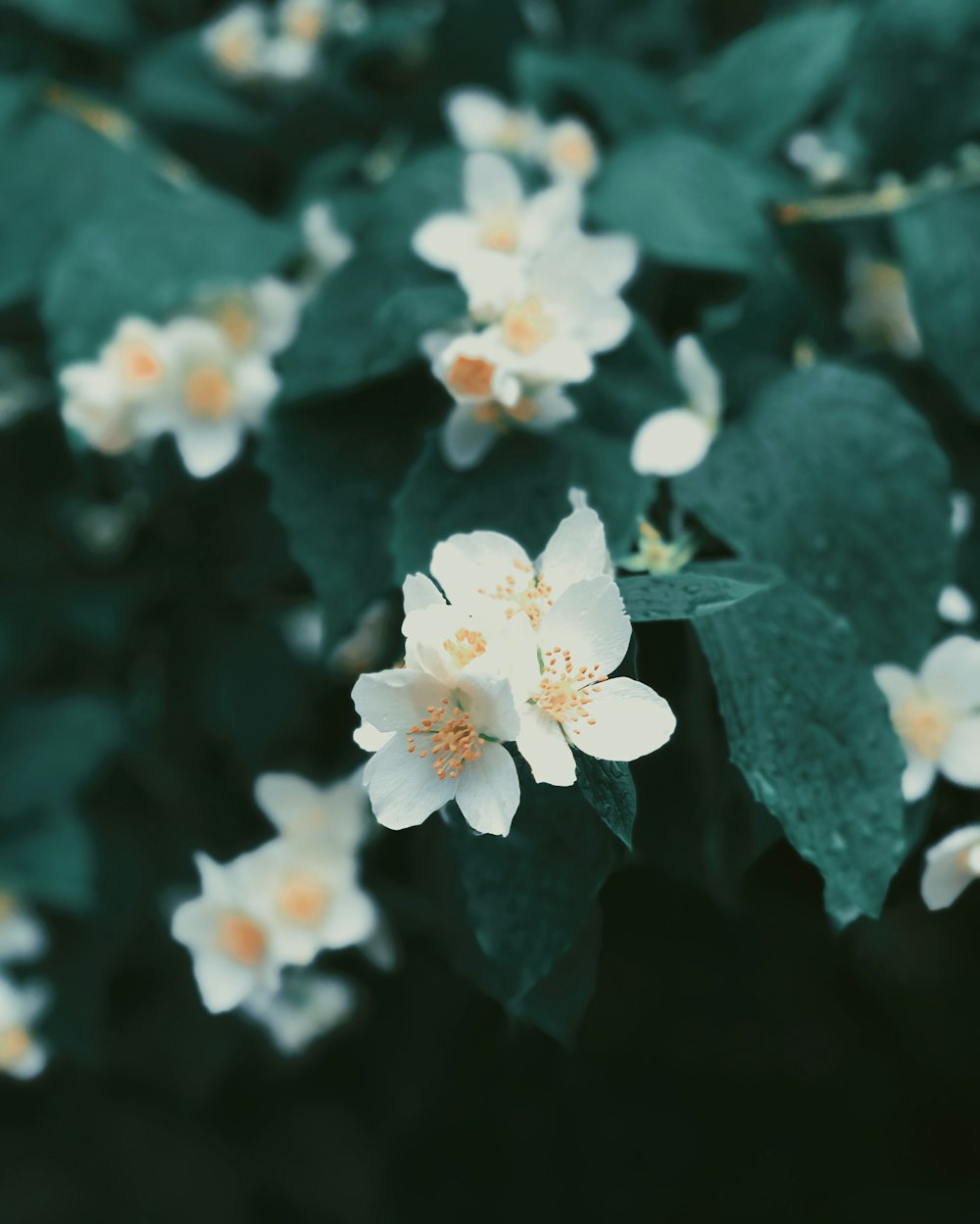 white petaled flower