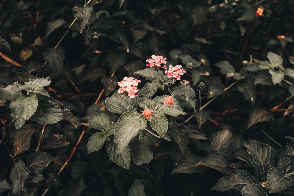 pink flowers