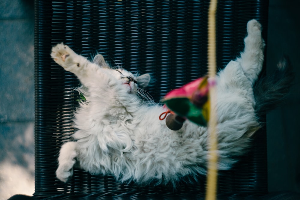 long-coated white cat