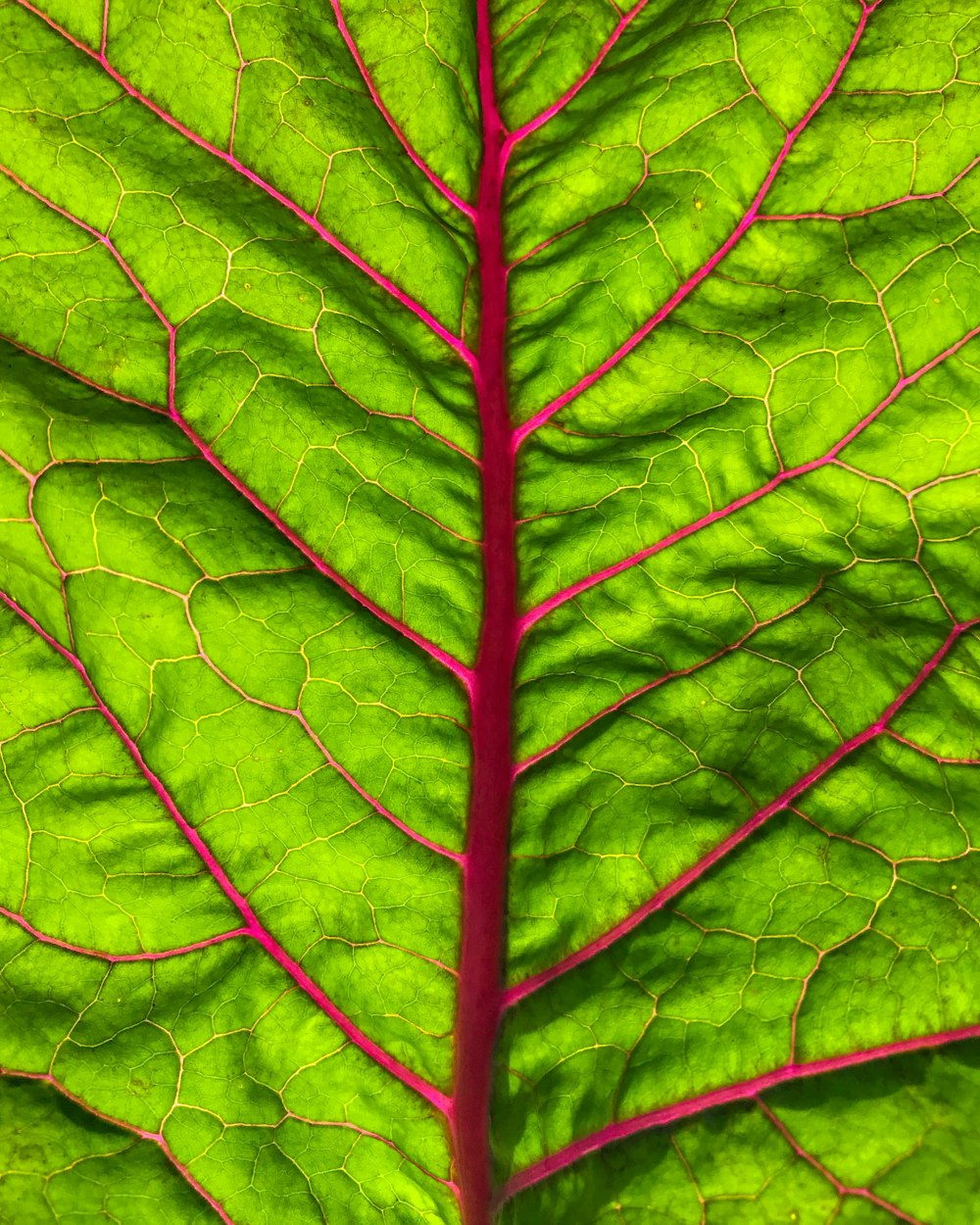 foglia di spinaci verdi