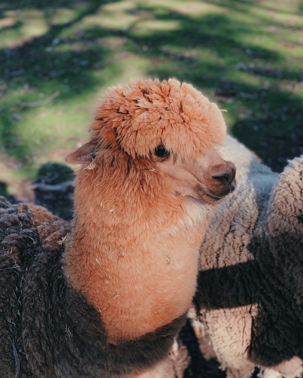 brown alpaca