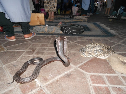 A cobblestone ground with a cobra poised with its hood expanded, next to a coiled viper. People stand nearby, with only their legs visible, indicating a street setting.