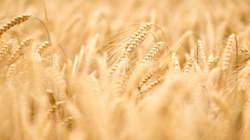 a field of ripe wheat ready to be harvested