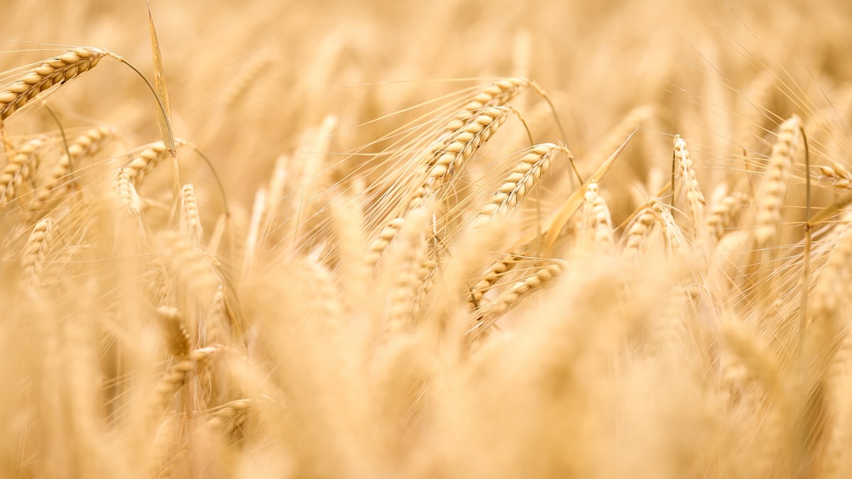 Ripe wheat heads in a field ready for harvest