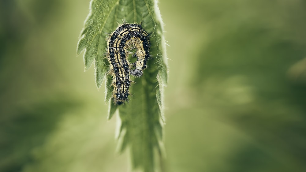 black caterpillar