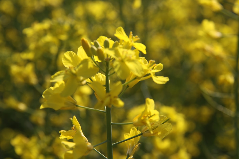 shallow focus photography of yellow flowers