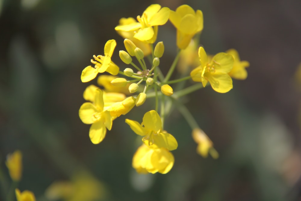 selective focus photography of yellow flower