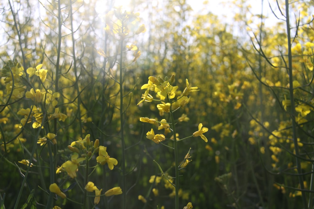 yellow flowers photo