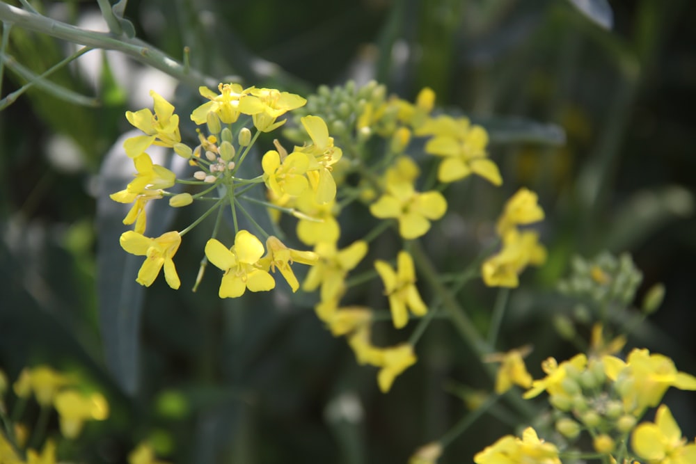 focus photography of yellow petaled flower