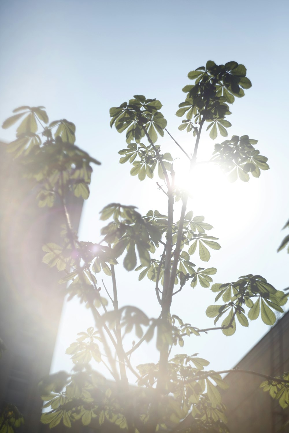 green leafed plant