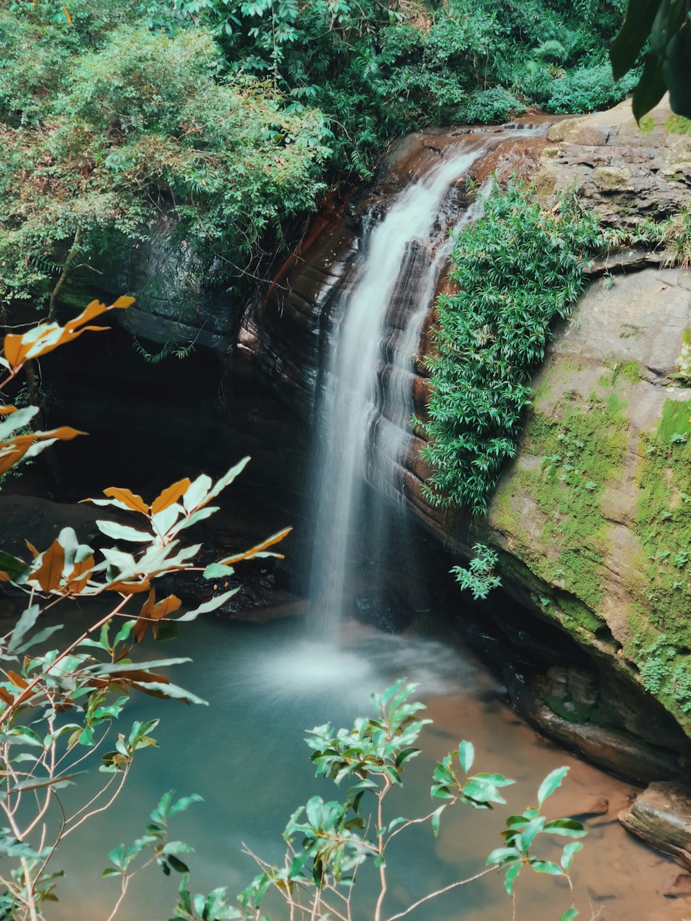 Cascadas cerca de los árboles