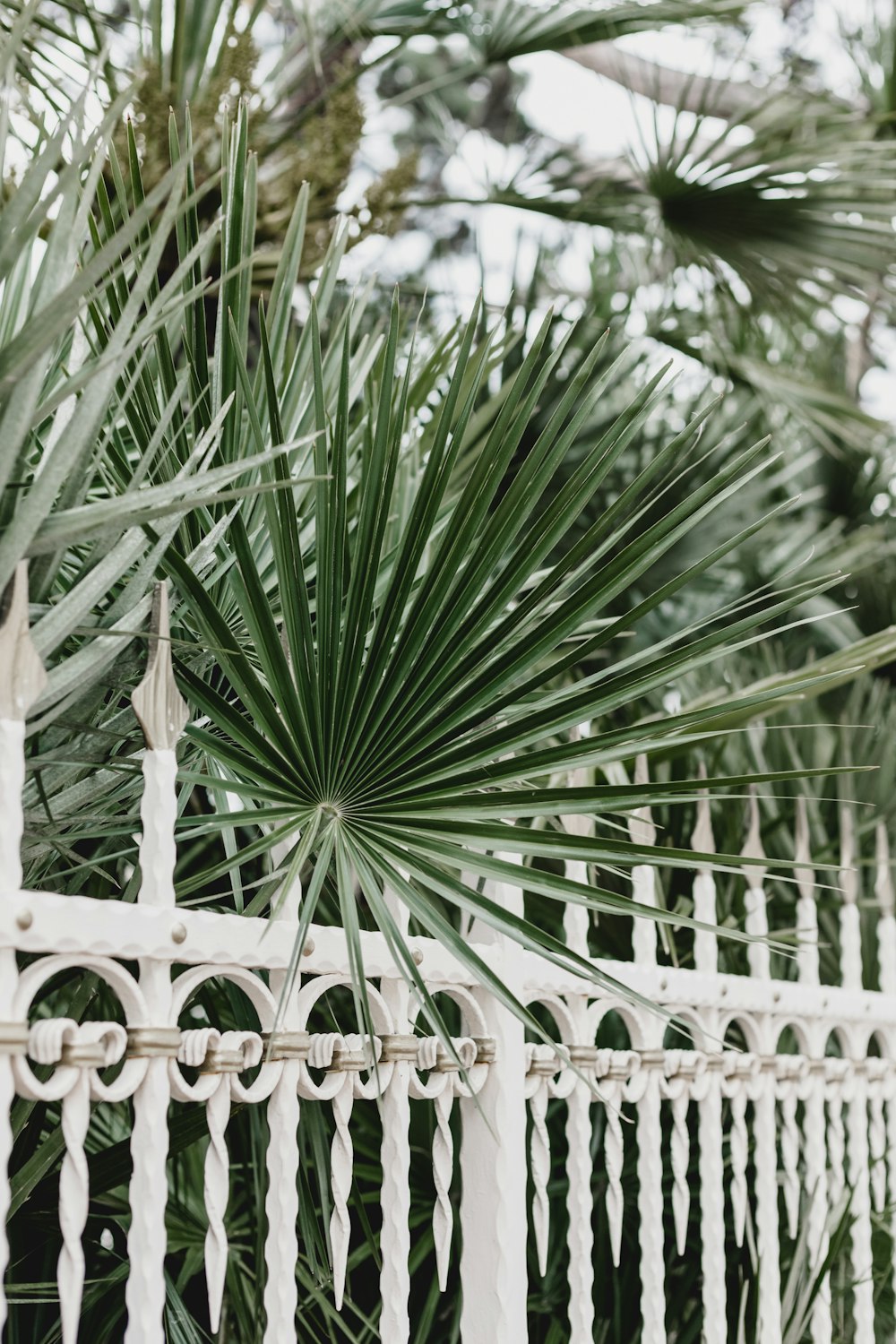 green plants beside fence