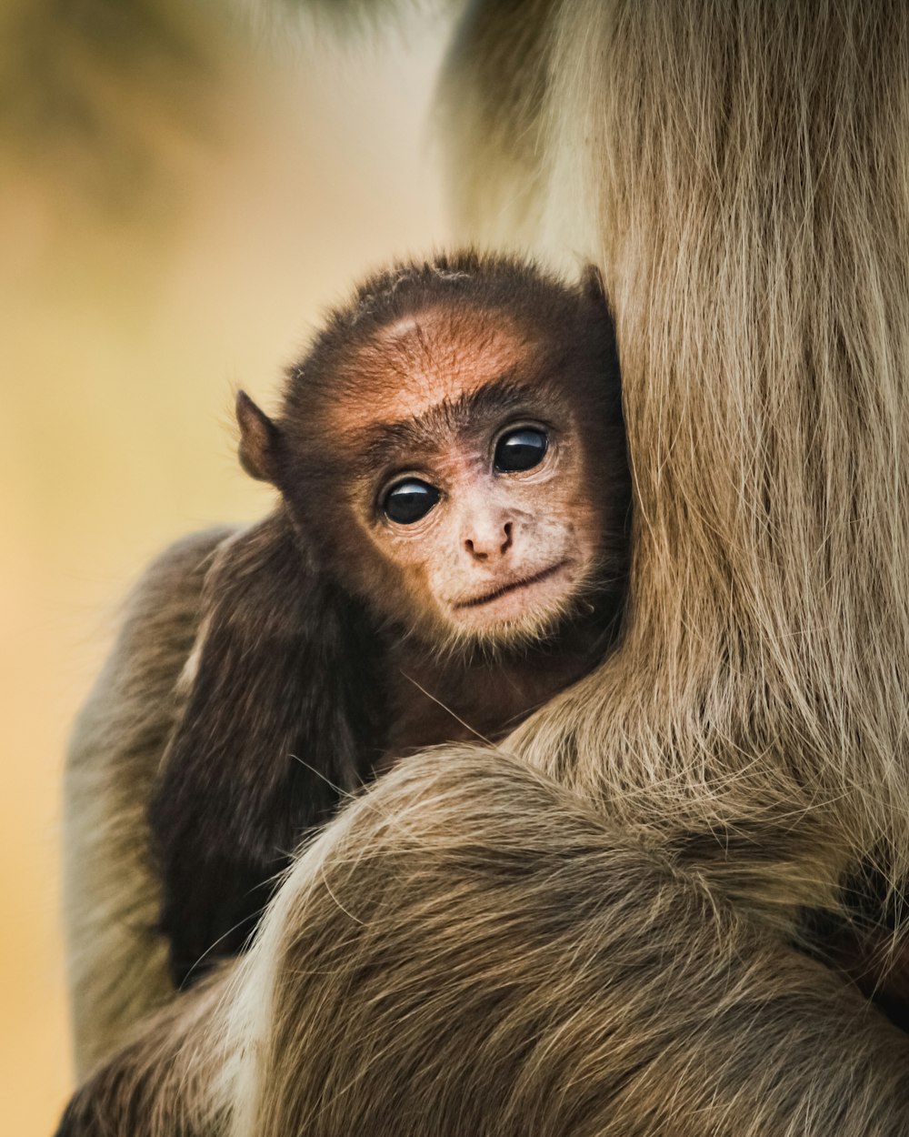 close-up photography of brown monkey