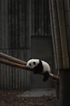 white and black panda
