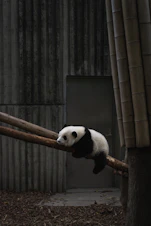 white and black panda