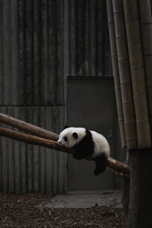 white and black panda