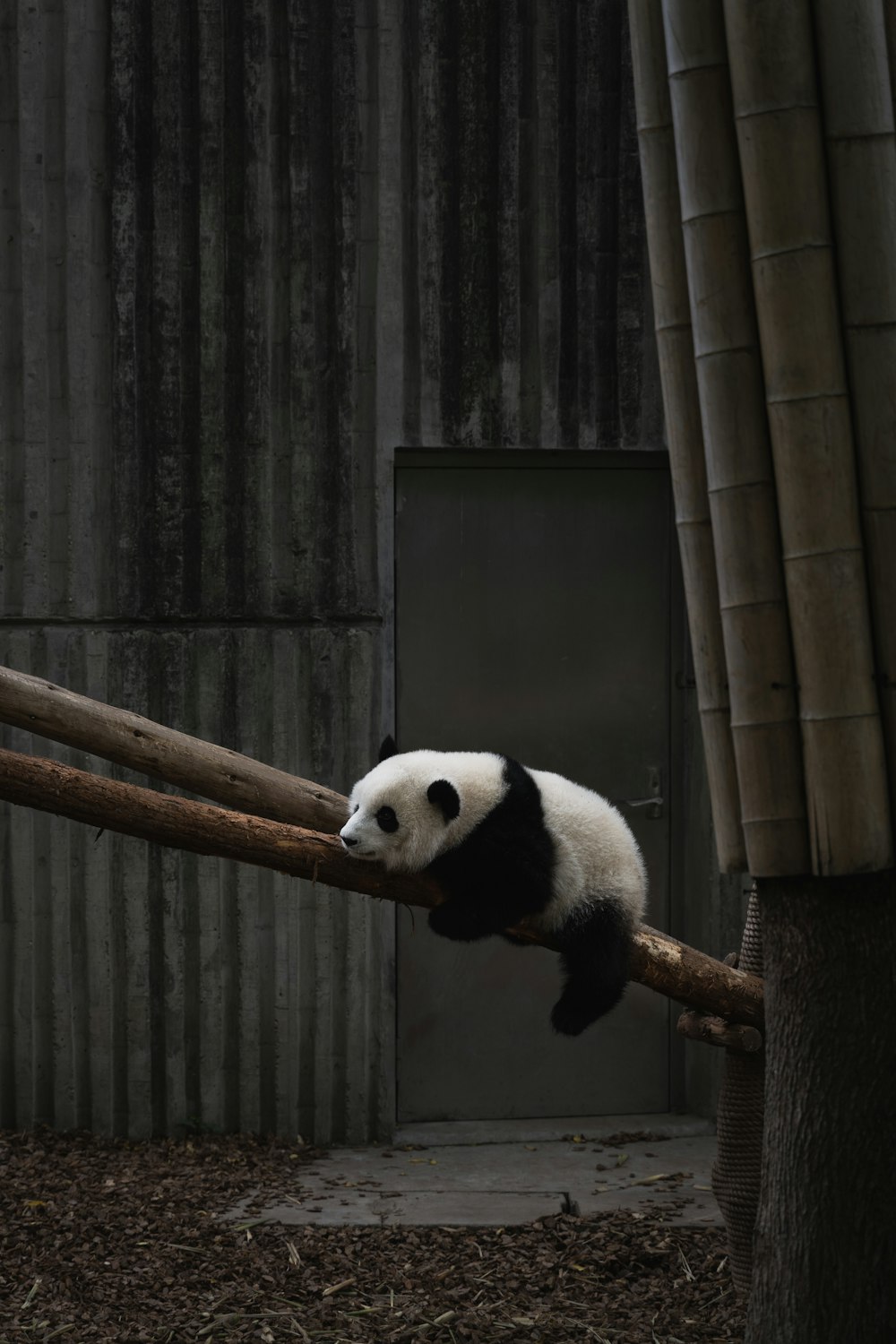Panda Wallpapers: Free HD Download [500+ HQ] | Unsplash