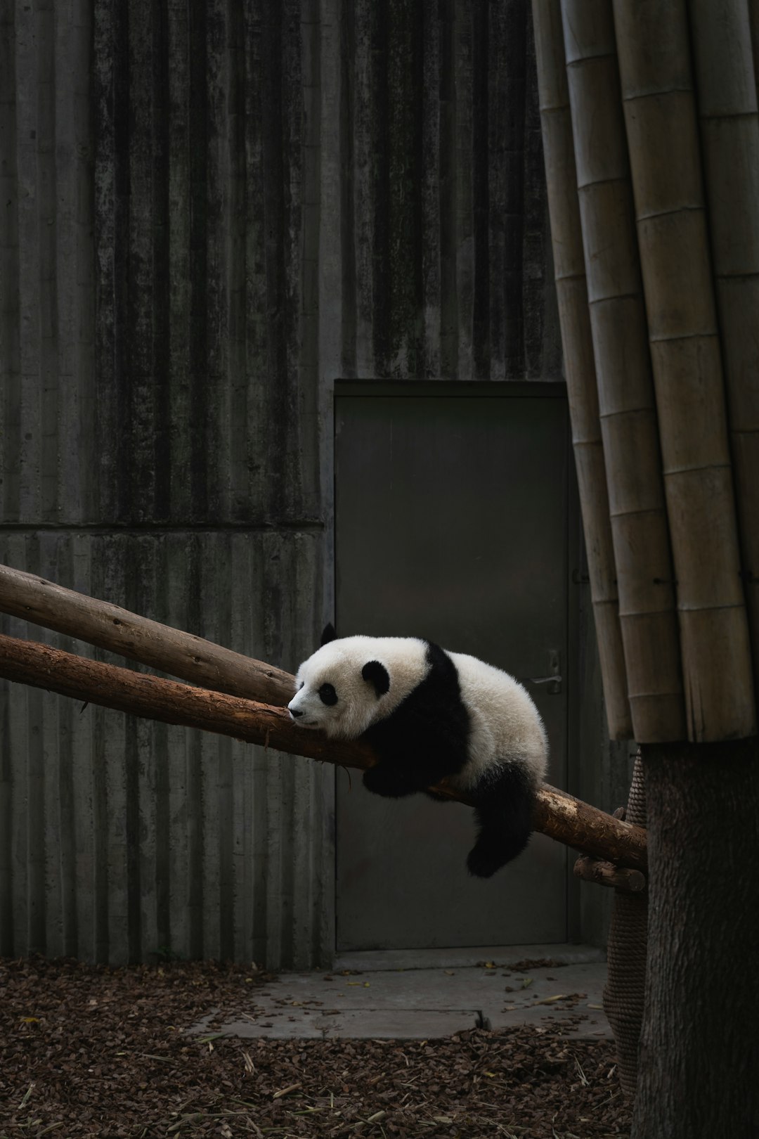  white and black panda panda