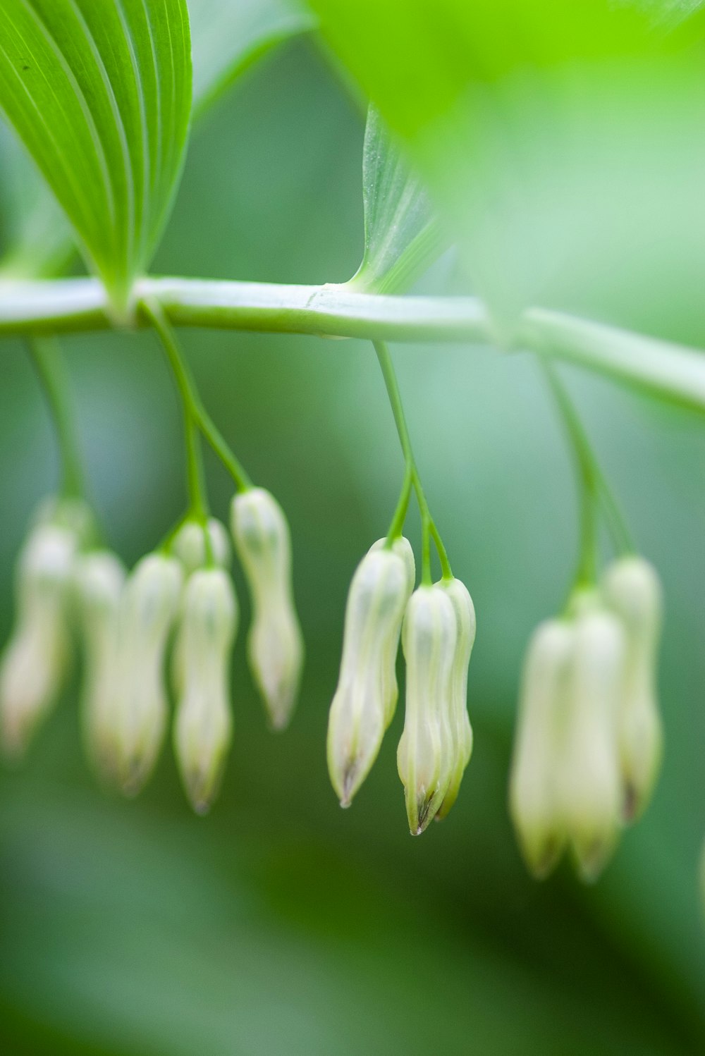 white flower