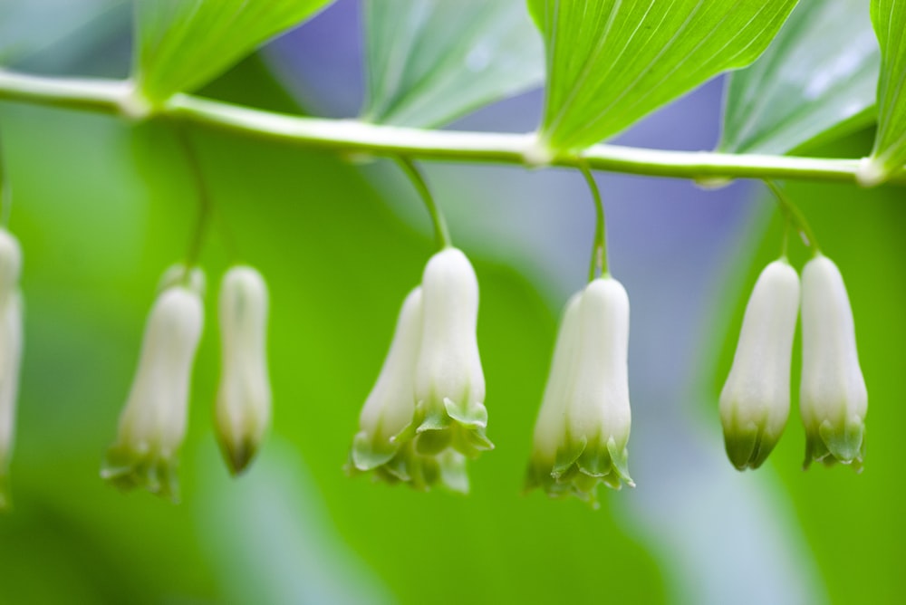 Fotografía de enfoque selectivo de fower blanco