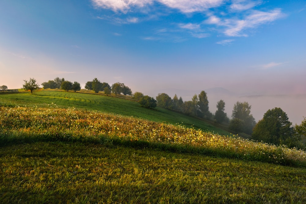 a grassy hill with trees on top of it