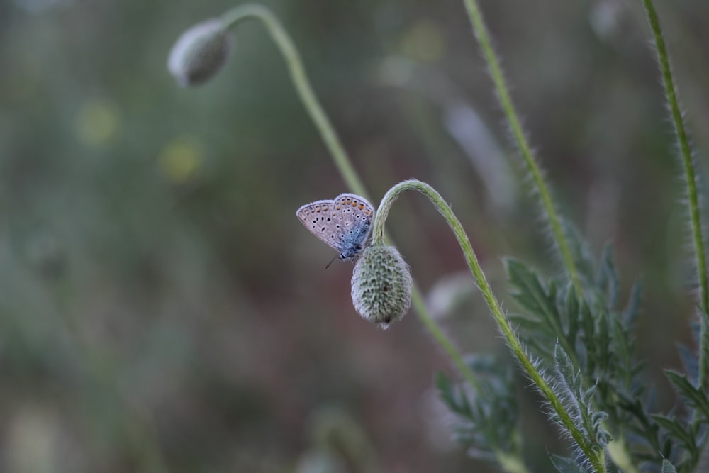 a small blue butterfly sitting on top of a green plant