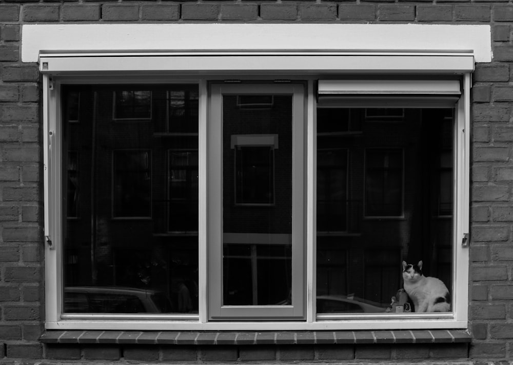 Weiße und schwarze Katze auf klarem Glasfenster