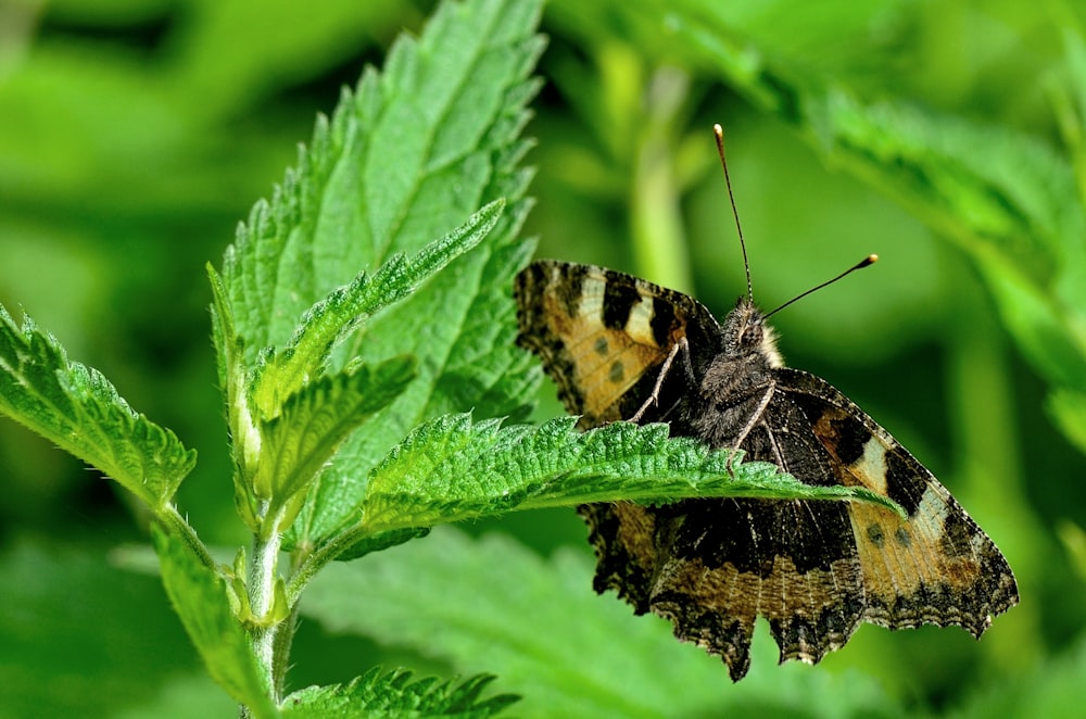 back and yellow butterfly near green leafed plant