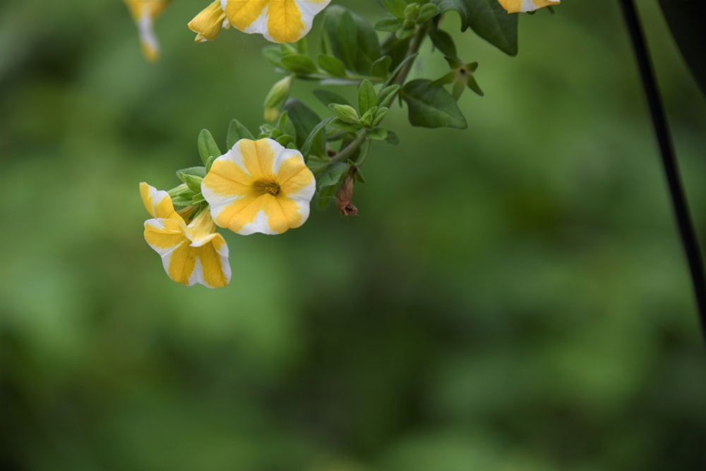 a group of yellow and white flowers hanging from a tree