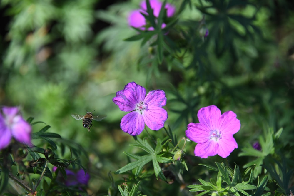 pink petaled flowers