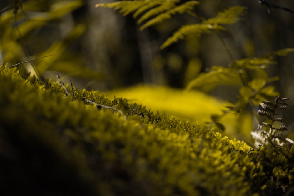 selective focus photography of green ferns during daytime