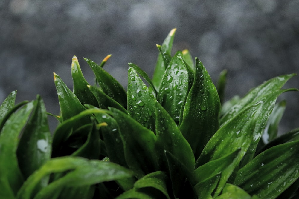 green-leaf plant