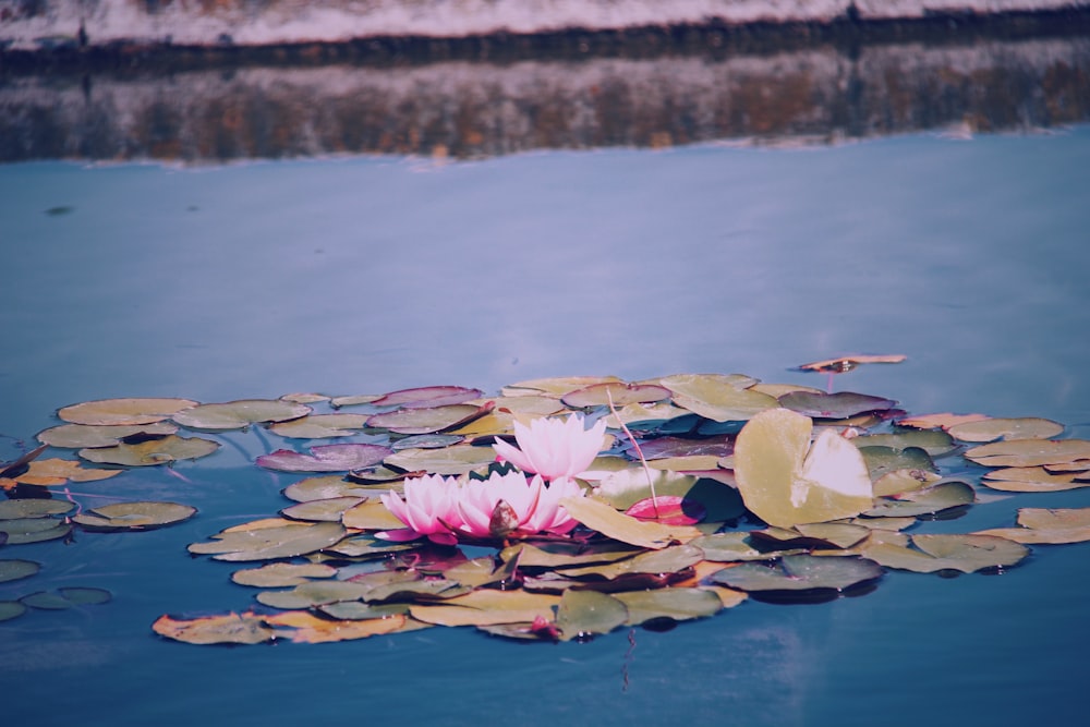 pink water lily flower