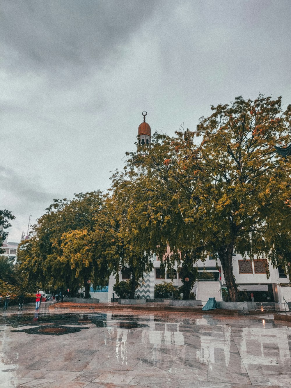 Arbres près de l’immeuble