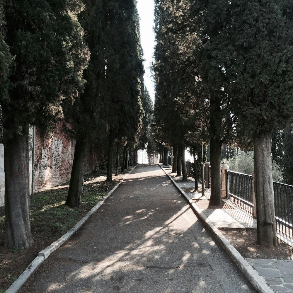 asphalt road and trees