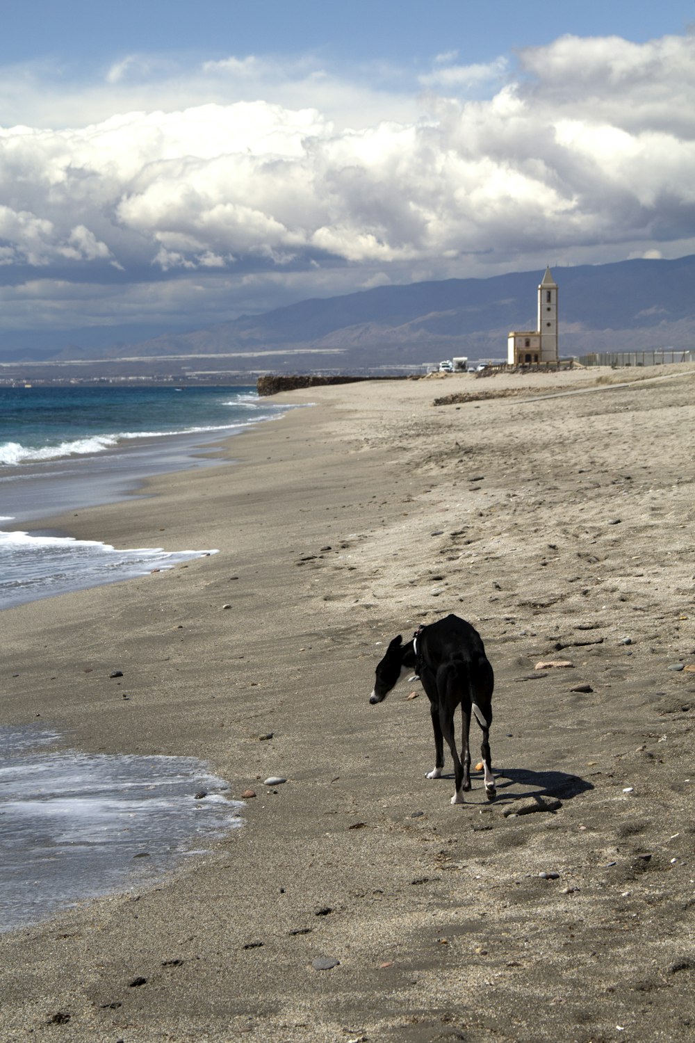 short-coated black dog walking on gray sand